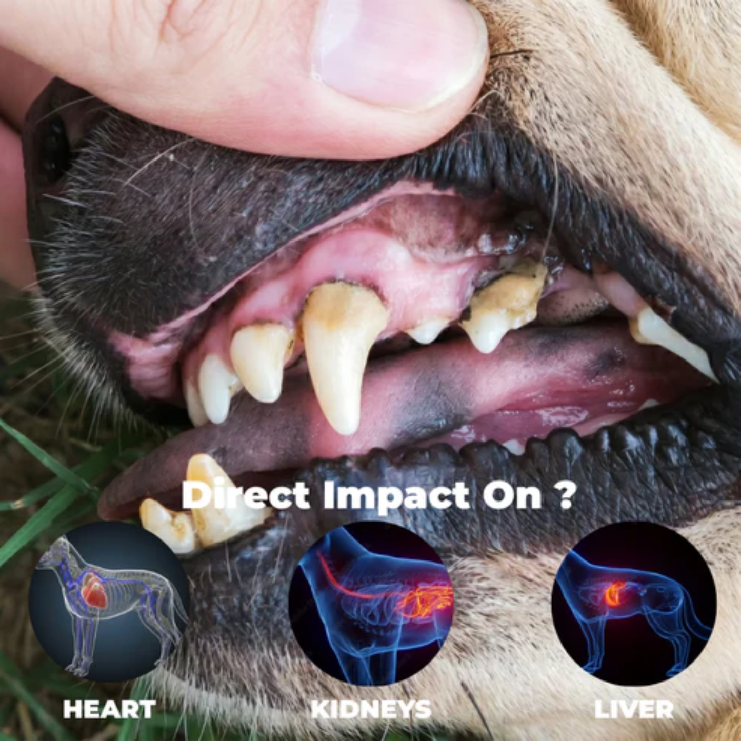 PetDent Pro