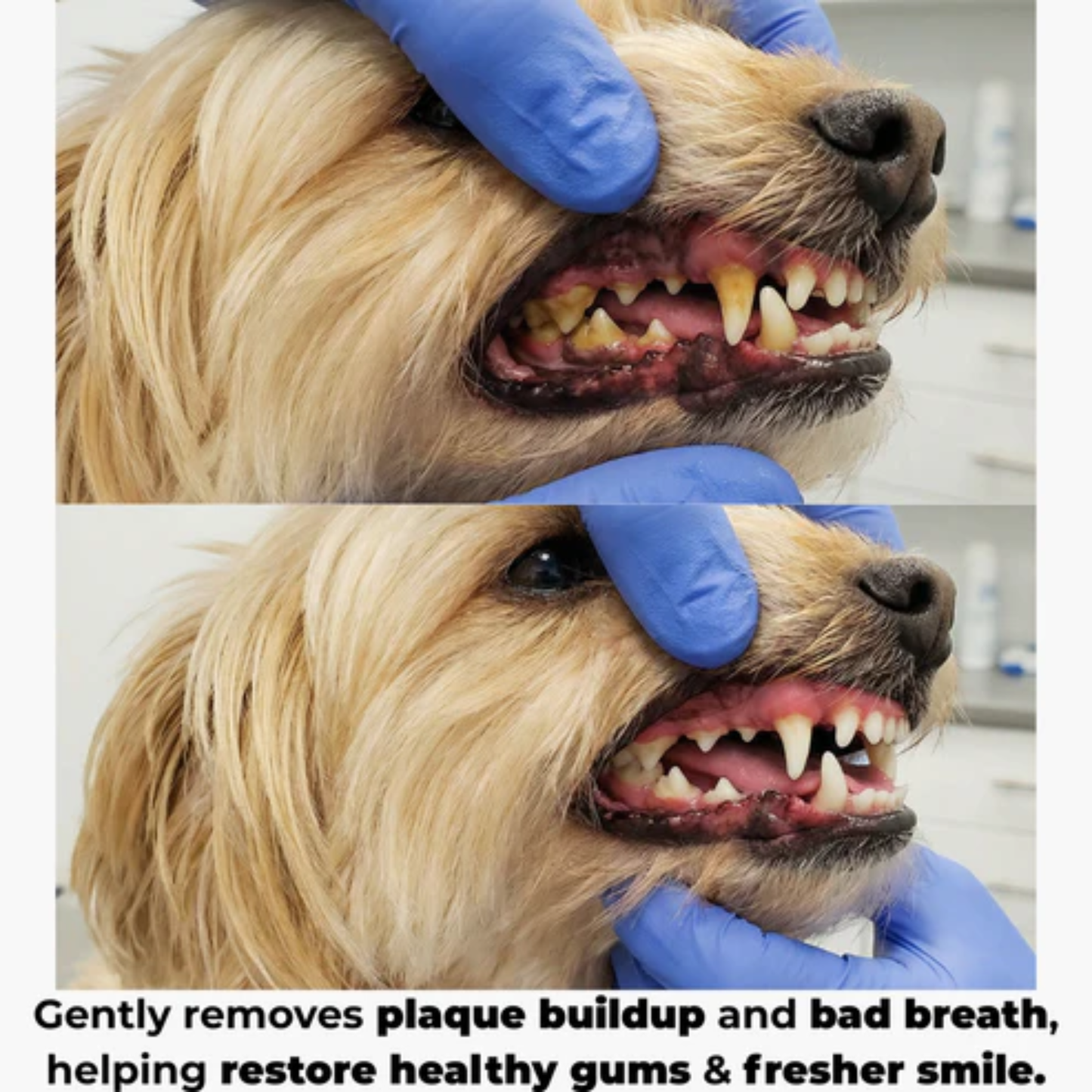 PetDent Pro