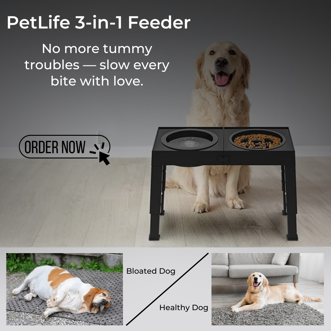 PetLift 3-in-1 Feeder