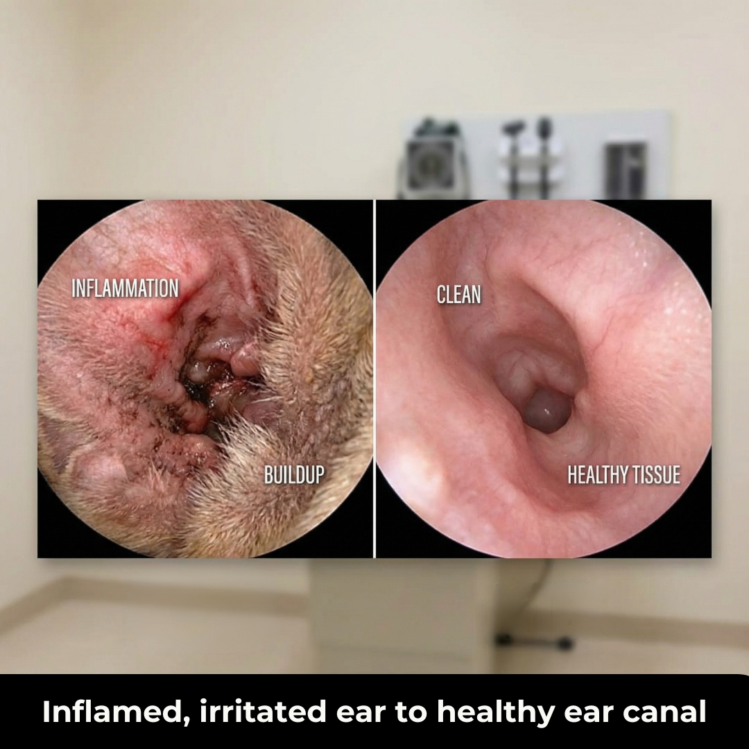 Dog Ear Drops